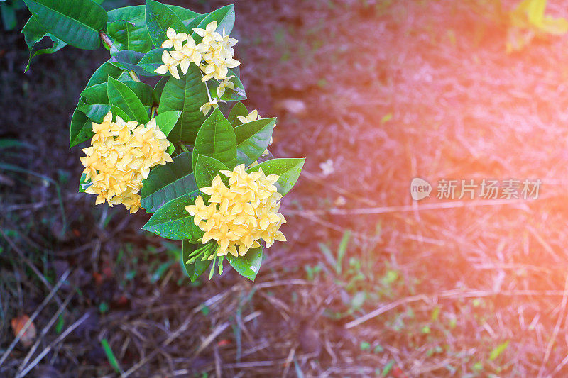 穗状花，黄色，白色背景上有孤立的水滴(通用名Ixora coccinea，茜草科)
